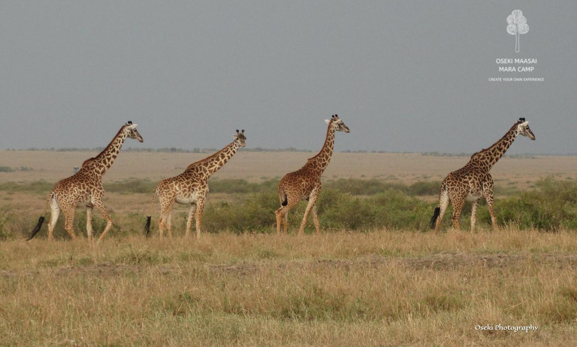 Oseki Maasai Mara Camp Hotel Narok Bagian luar foto