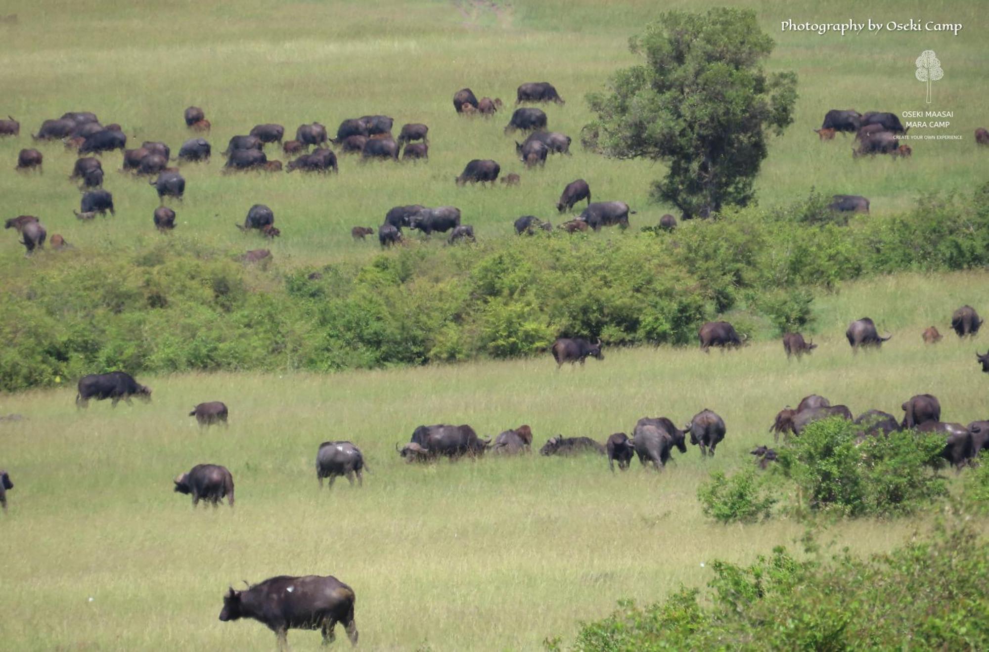 Oseki Maasai Mara Camp Hotel Narok Bagian luar foto