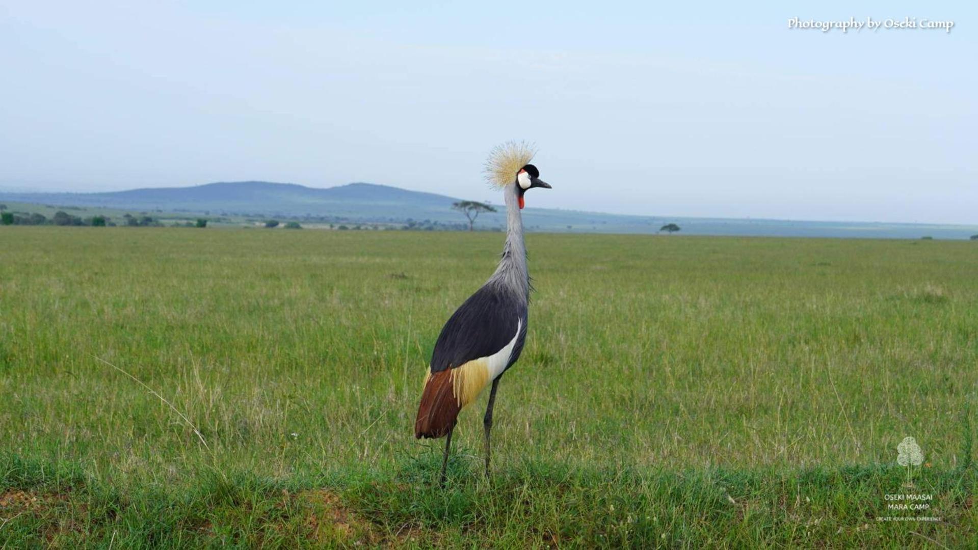 Oseki Maasai Mara Camp Hotel Narok Bagian luar foto