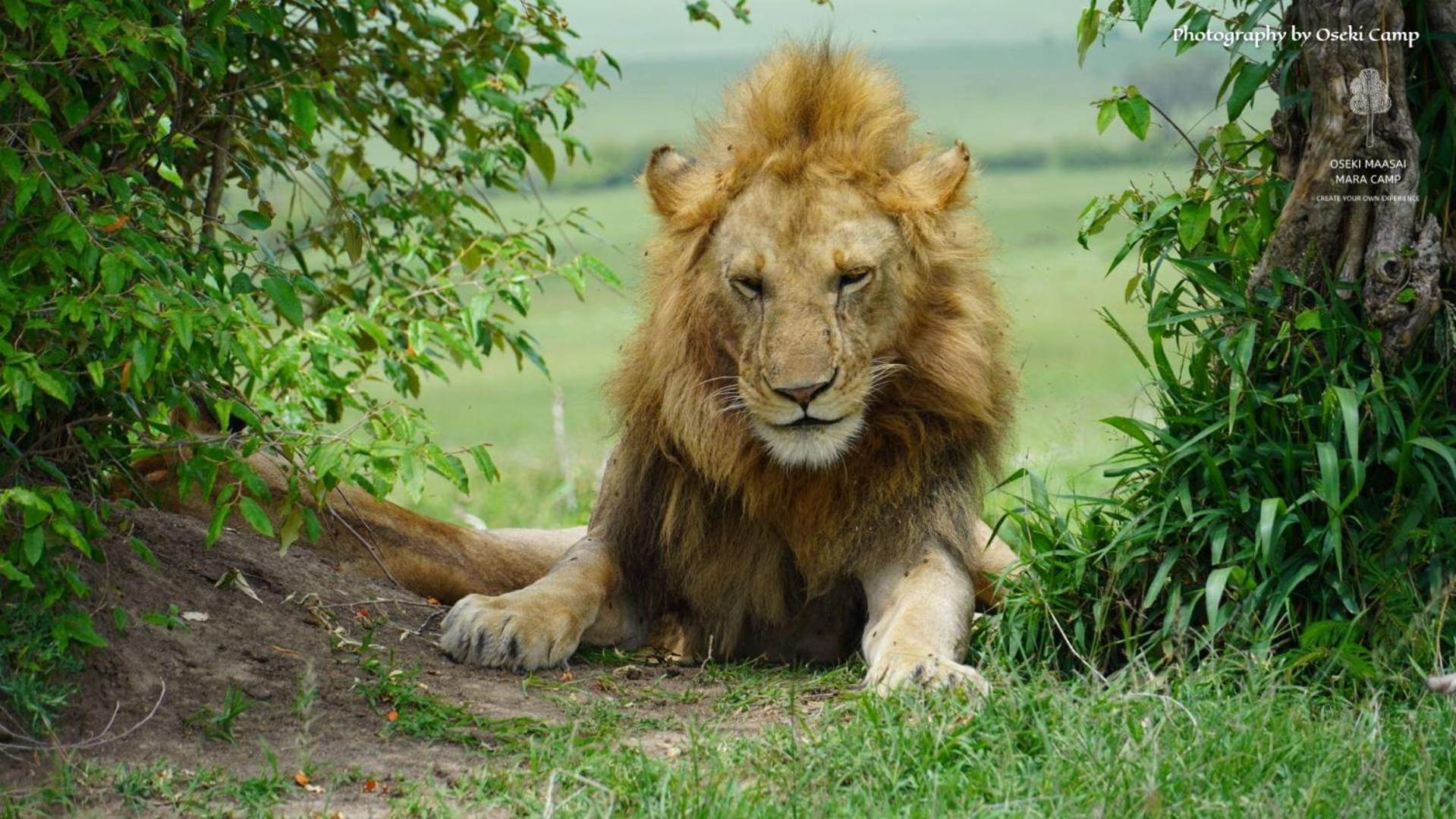 Oseki Maasai Mara Camp Hotel Narok Bagian luar foto