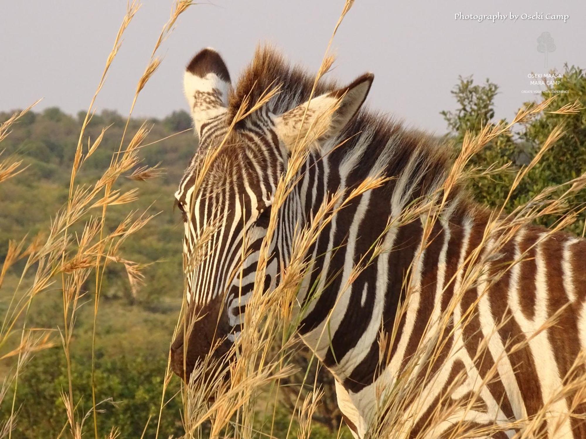 Oseki Maasai Mara Camp Hotel Narok Bagian luar foto