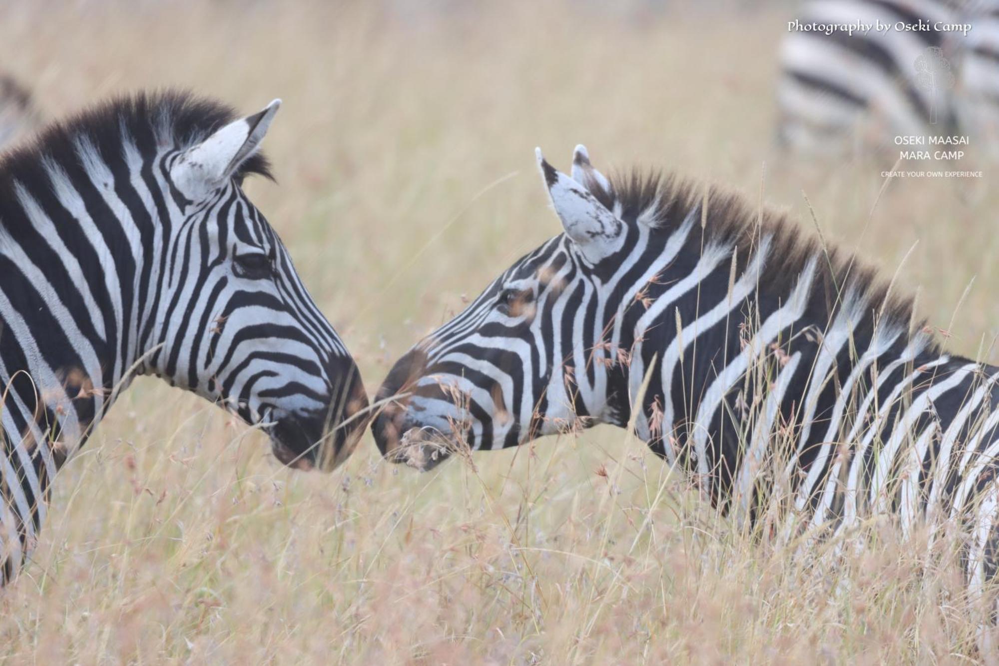 Oseki Maasai Mara Camp Hotel Narok Bagian luar foto