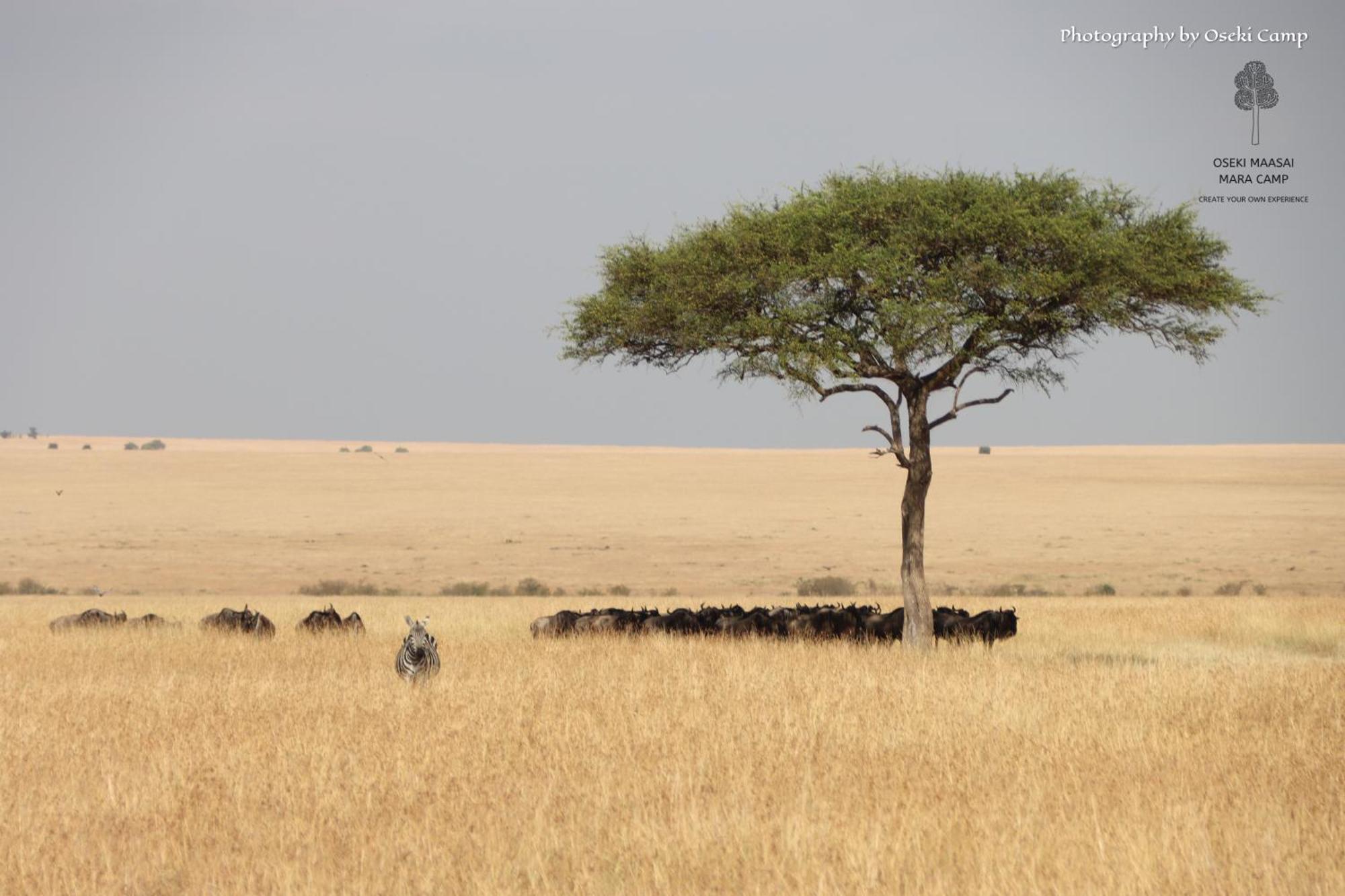 Oseki Maasai Mara Camp Hotel Narok Bagian luar foto