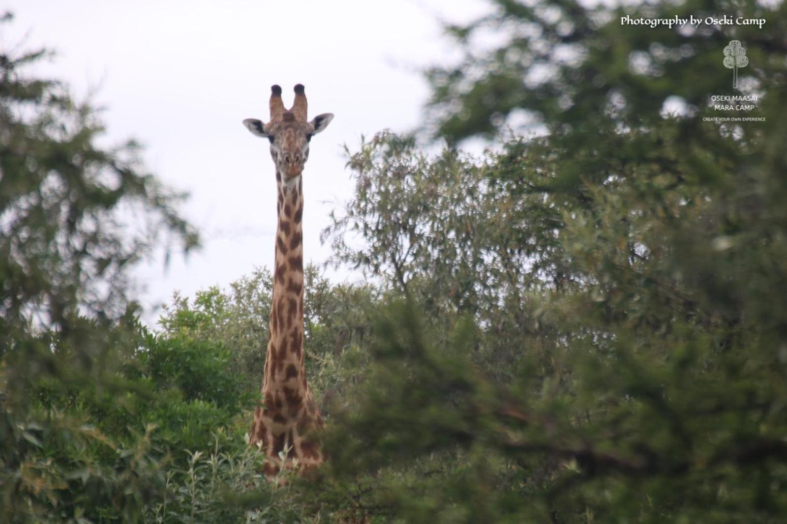 Oseki Maasai Mara Camp Hotel Narok Bagian luar foto
